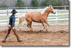 A horse being driven around the yard is not necessary or good practice